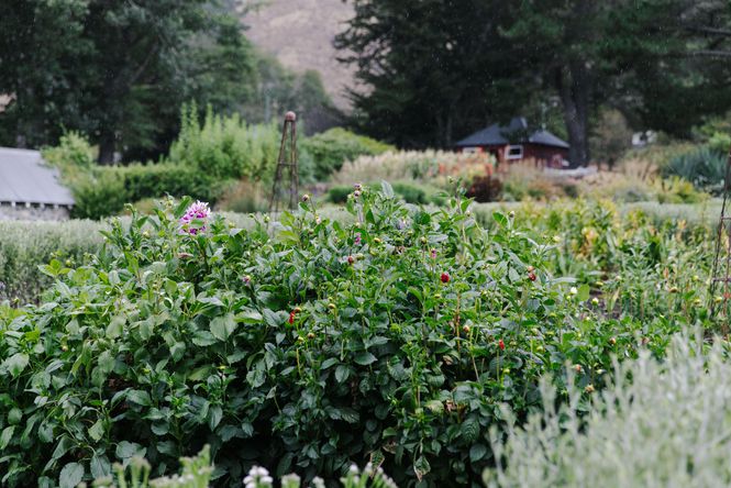 The Otahuna Lodge garden.